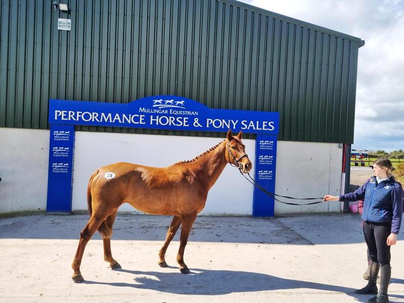 MULLINGAR EQUESTRIAN SALES Connemara mare tops sale at €9,500 21 April 2023 Free