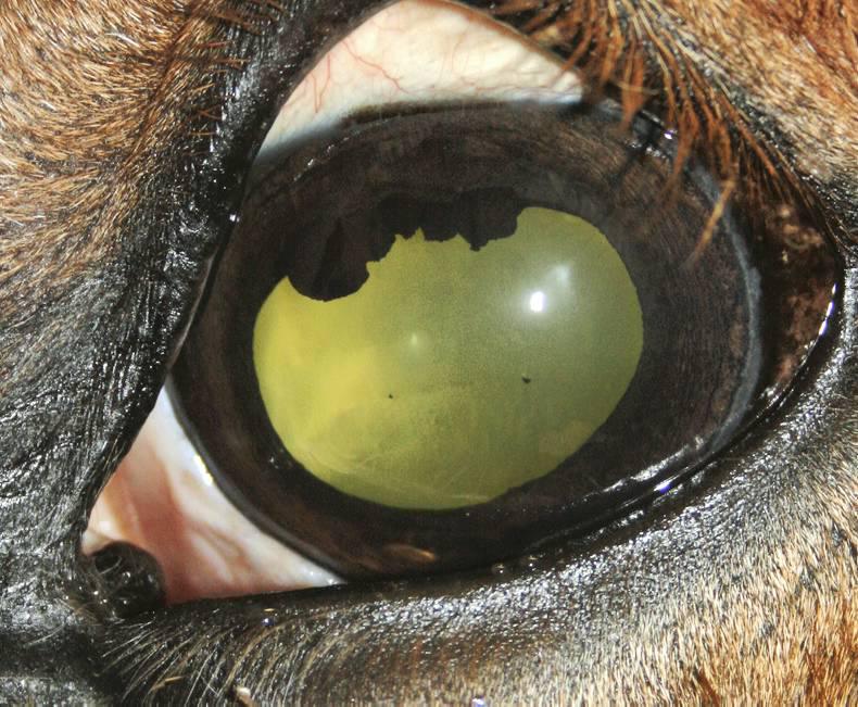 HANDS ON Equine eye disorders
