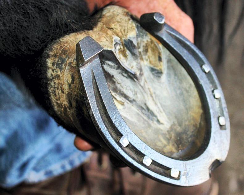 HORSE SENSE Hunter hoofcare