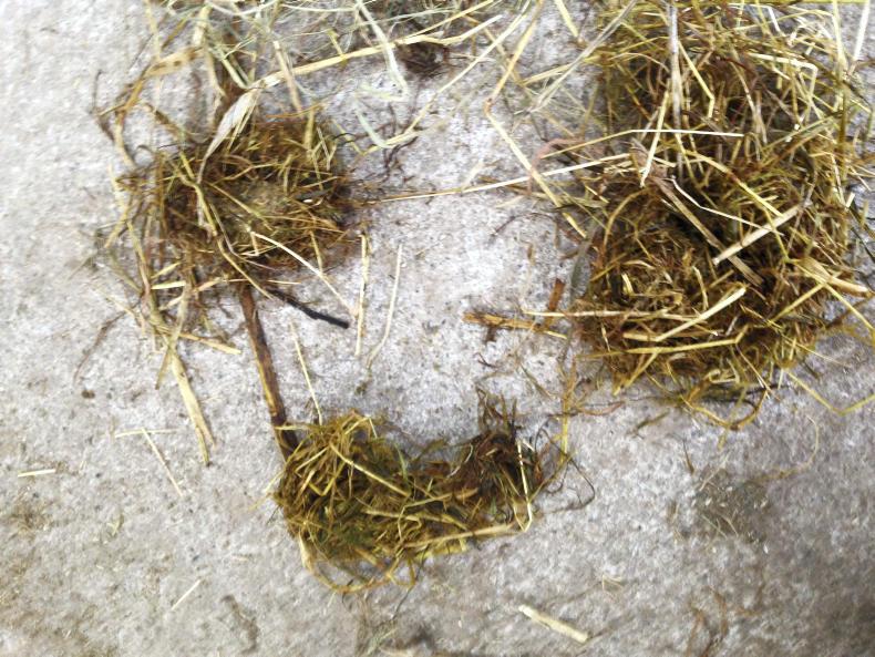 HORSE SENSE Are you quidding?