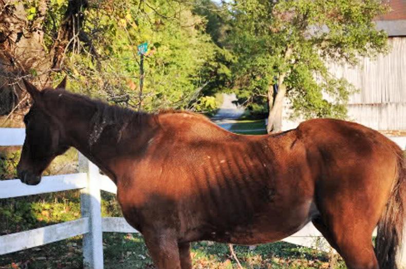 HORSE SENSE Are you quidding?