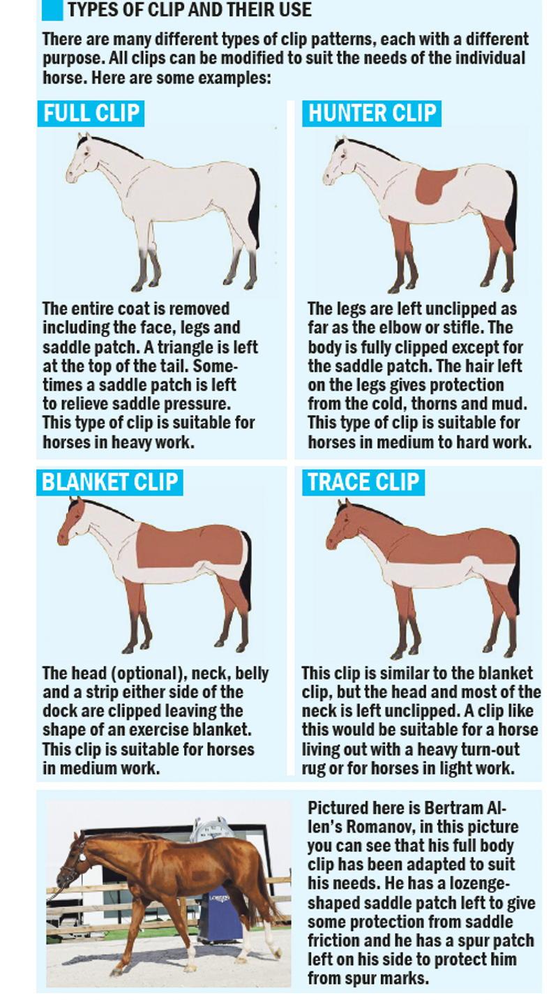 Choosing the right clip for your horse 27 October 2023 Free