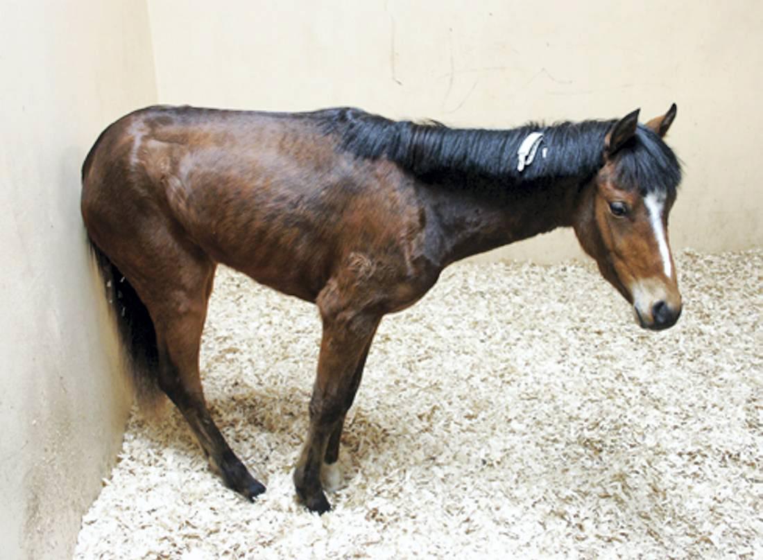 Blood counts and analysis information