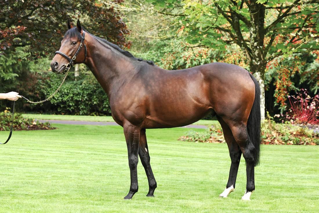 Stallion review: Canford Cliffs' wonderful outcross pedigree