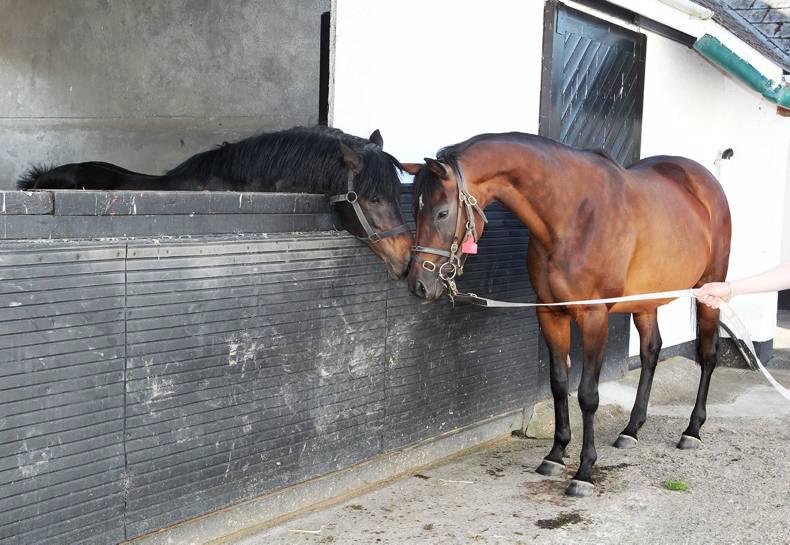 FOALING: From foaling to pregnancy     