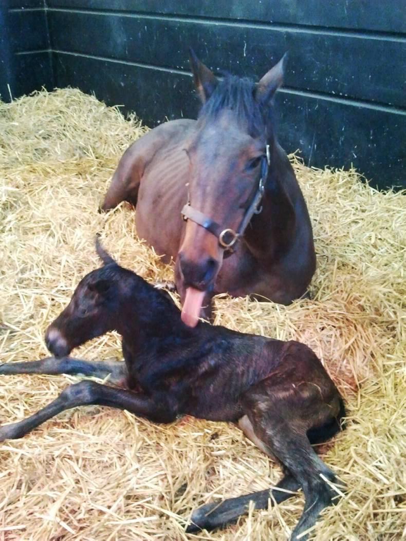 FOALING: Attention to detail is crucial when it comes to foaling   
