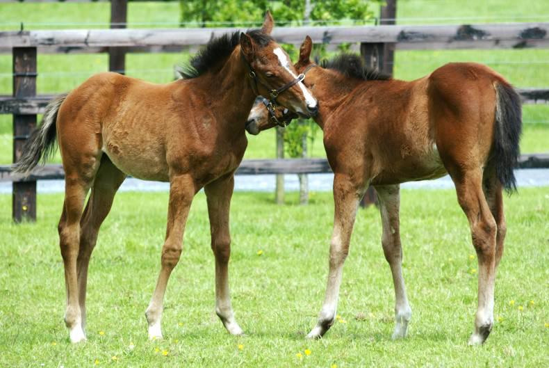 FOALING: How to register your foal
