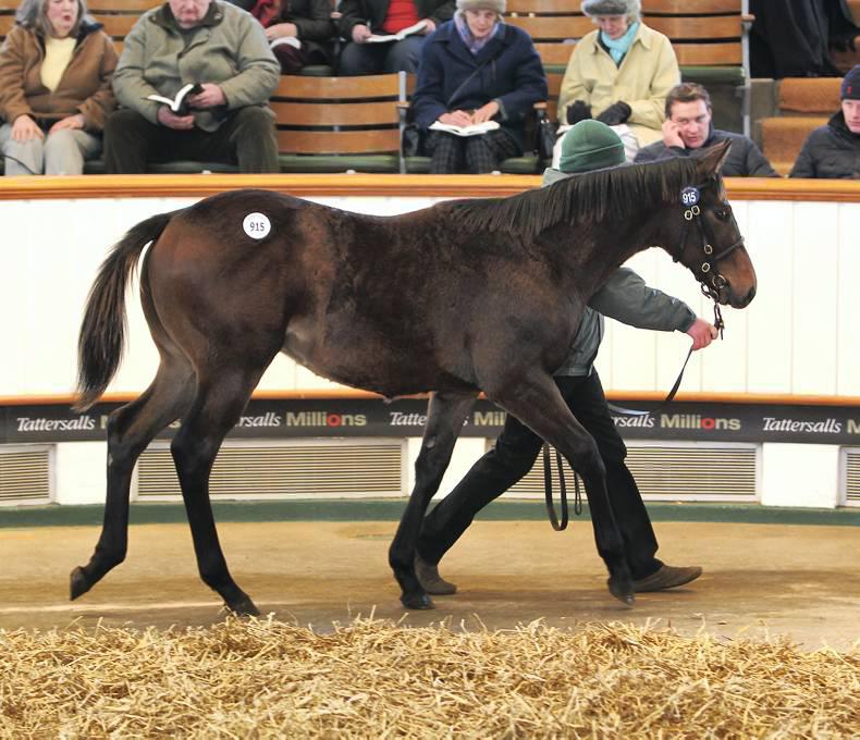 FOALING:  From foaling to the sales