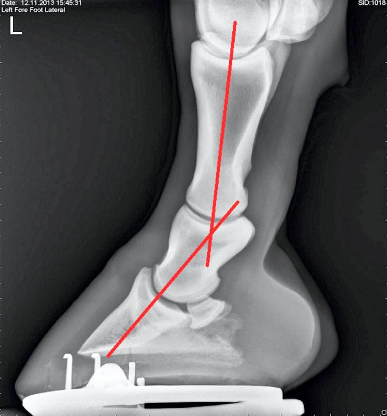 FARRIERY Hoofpastern axis and foot balance