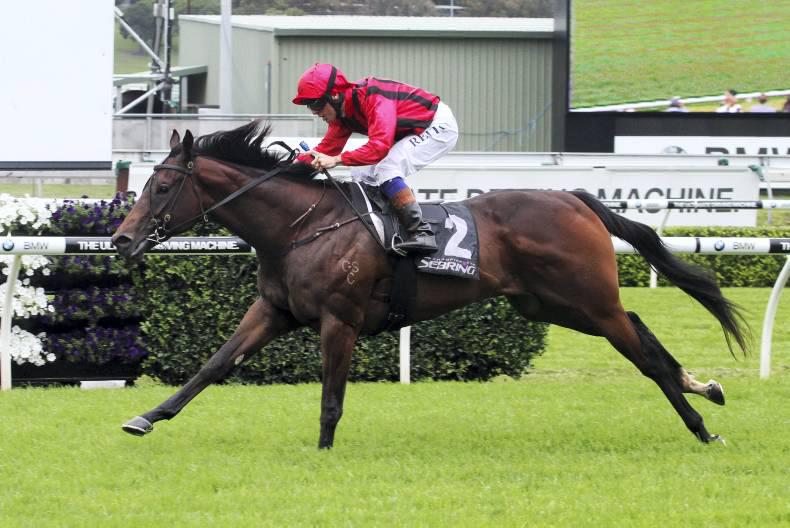 AUSTRALIA: Hallowed Crown has the winning attitude
