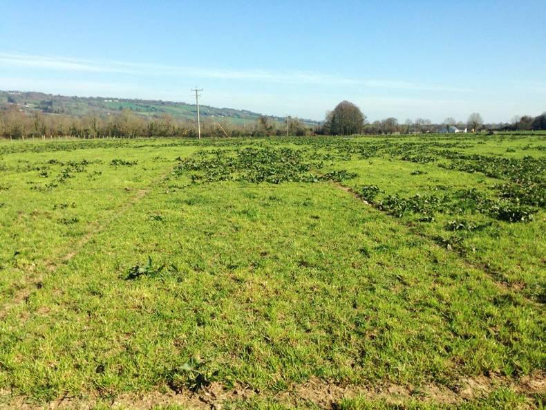 GRASSLAND: Weed management in grassland