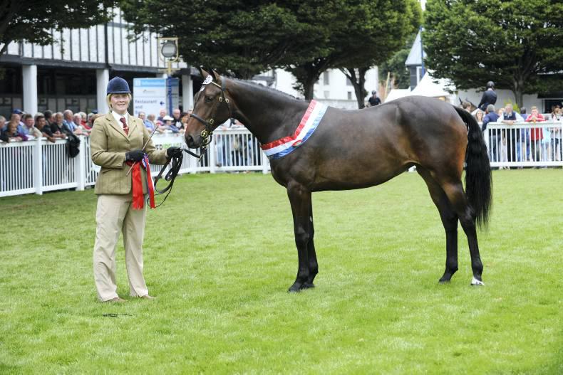 Filly on track for youngstock crown at Dublin