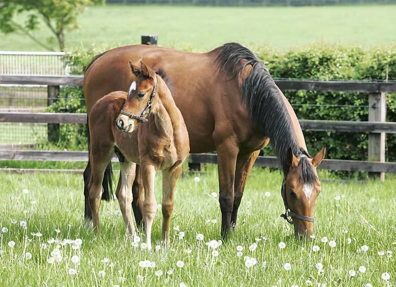 BREEDING BRIEFS: Juveniles in the spotlight