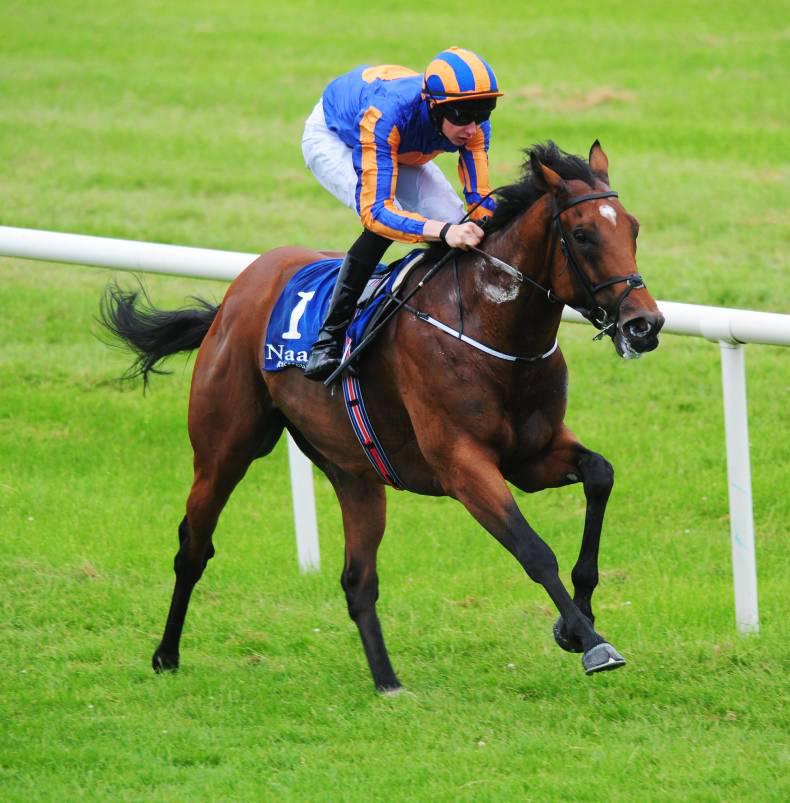 Cougar Mountain has a stallion's pedigree