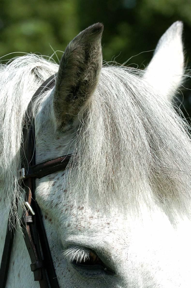 Chillax league comes to a conclusion at the Breeders Classic