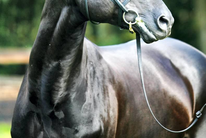 IFHA CONFERENCE: Johnny Weatherby faces the future