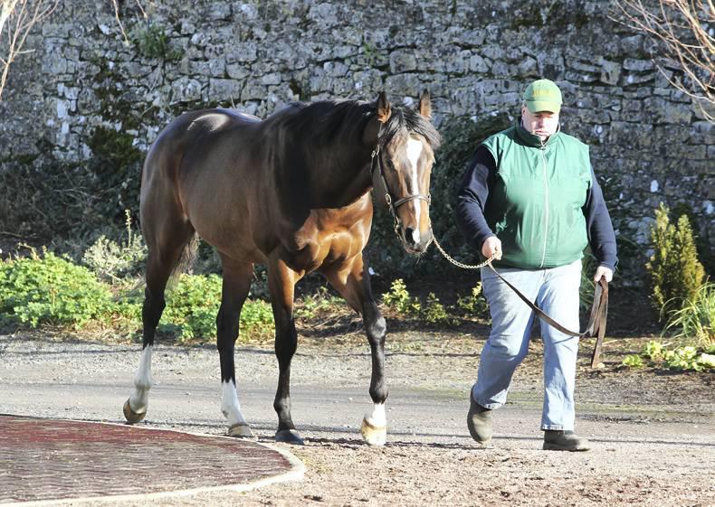 BREEDING INSIGHTS: The Dream is alive for Donjuan