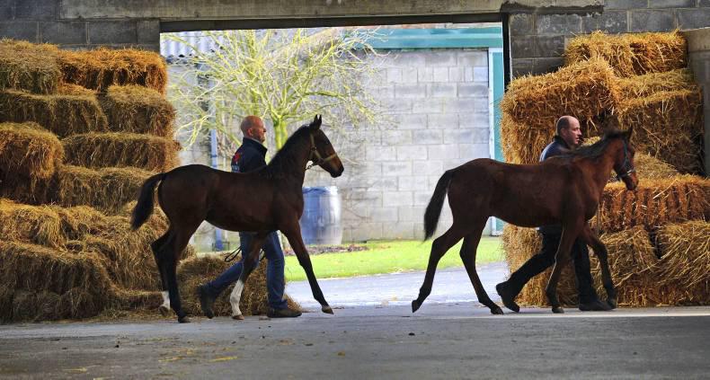 SALES: Solid edition of sale but market is select