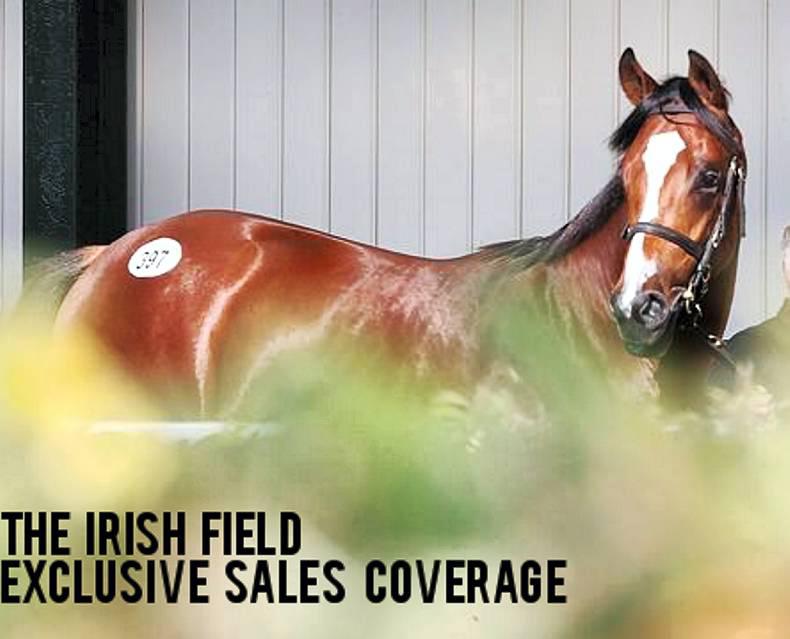 Read The Irish Field's extensive bloodstock sales coverage