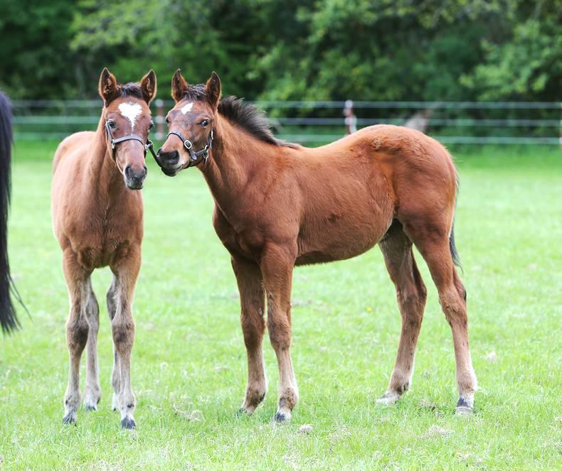 National Hunt breeders to tackle overproduction threat