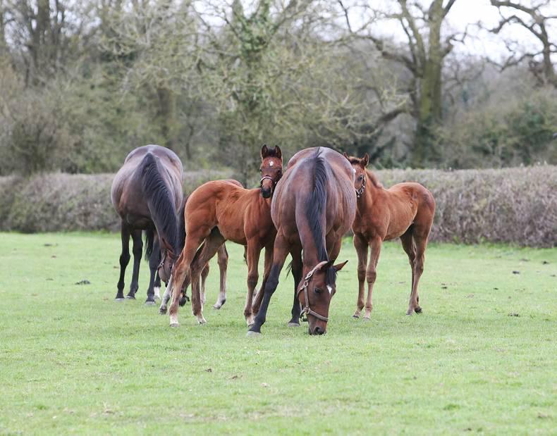 ITBA: Establishing a mare is a five-year plan