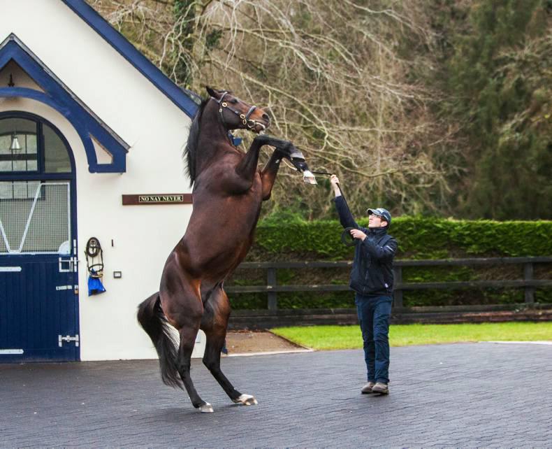 ITM IRISH STALLION TRAIL: Pictures and reviews from the ITM stallion trail