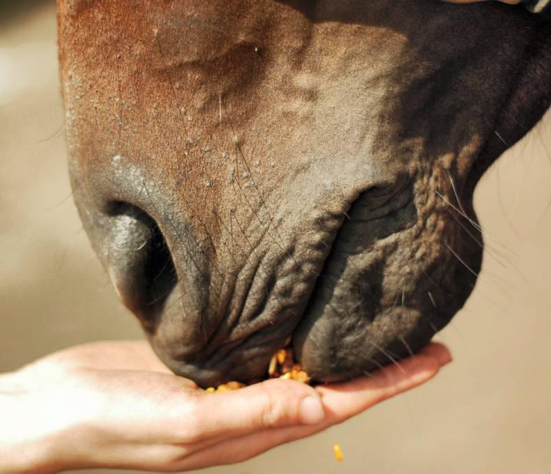 FOALING: Save time and money by feeding wisely