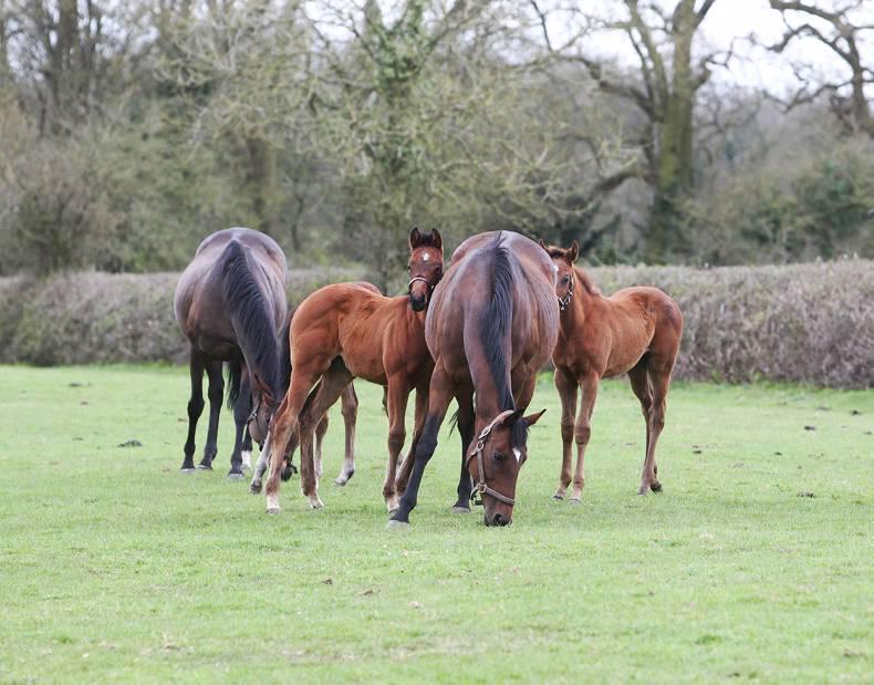 FOALING: Your checklist for before and after foaling