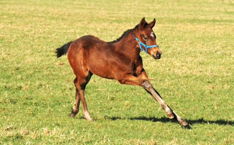 FOALING 2016: Foaling season at Oghill House Stud