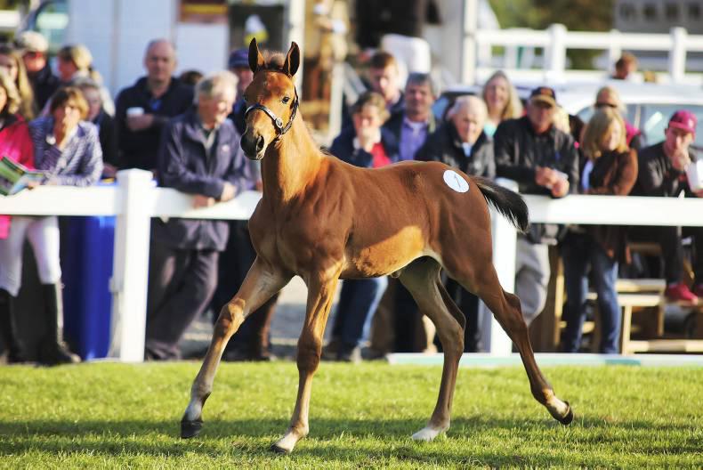 FOALING 2016: Embryo transfer in sport horses 