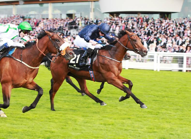 PEDIGREE ANALYSIS: Washington DC - sprinter or miler?