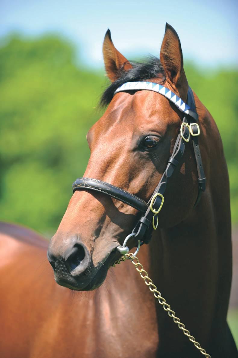 SIRE REVIEWS: Rule Of Law : Standing Kedrah House Stud