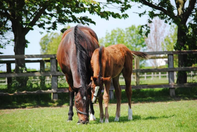 Green light for €10,000 traditional gene project