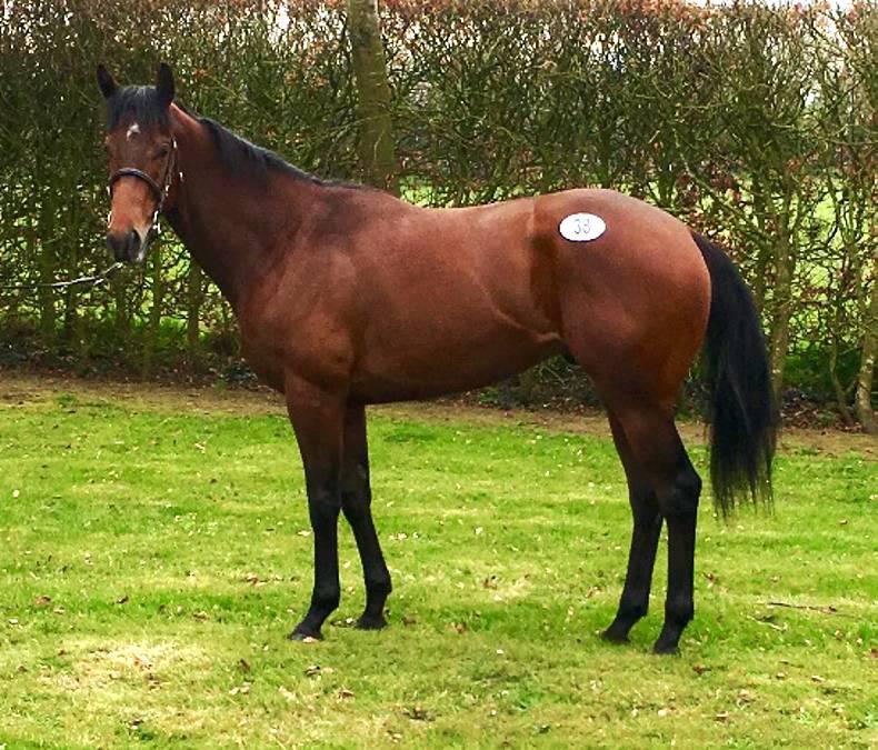 SALES PREVIEW: More ready winners at Goresbridge                                