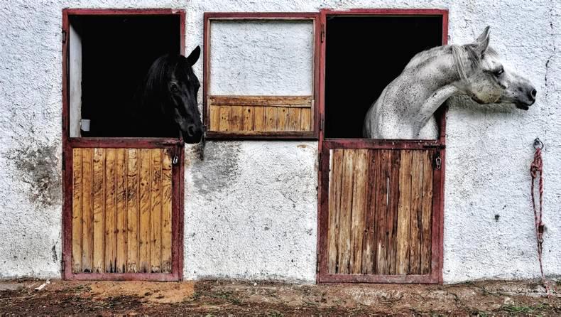 SPRING CLEANING: Are your stables eligible for grant aid?