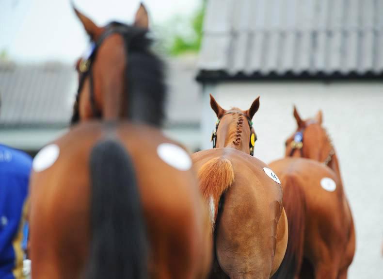 AUSTRALIA: Record figures at Magic Millions 