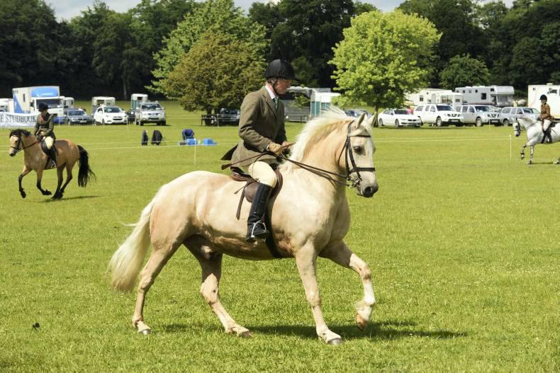 Rapid rise for Ashbrook’s Gentleman