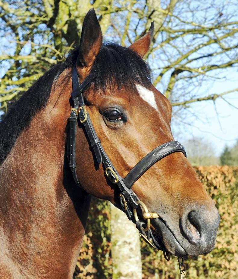 FRESHMAN SIRES: Double for Mayson and wins for three others