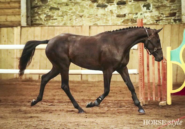 Ballyrafter a kindergarten for Derby winners