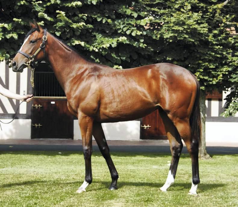 Irish vendors to the fore at Arqana