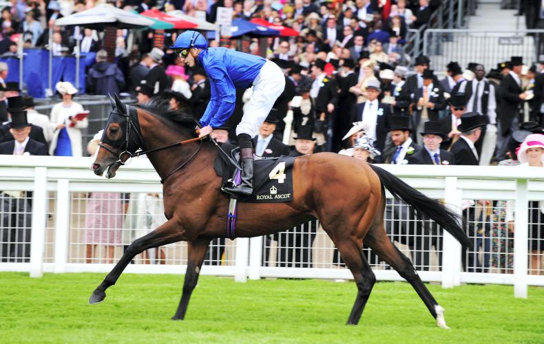 Belardo latest name added to Kildangan Stud roster