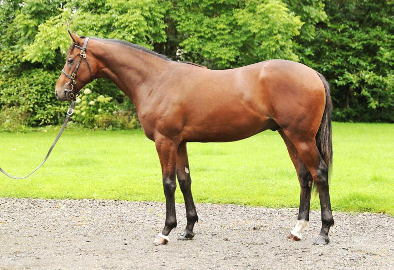 Landmark Group 1 winner for Zoffany