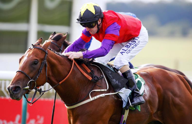 The Last Lion to stand at Kildangan Stud