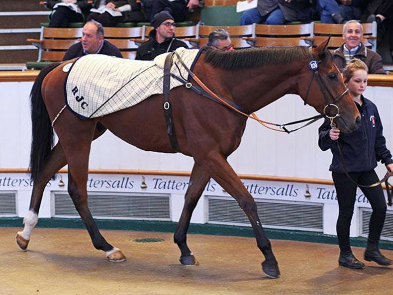 Qatar's leading trainer secures Cloudberry