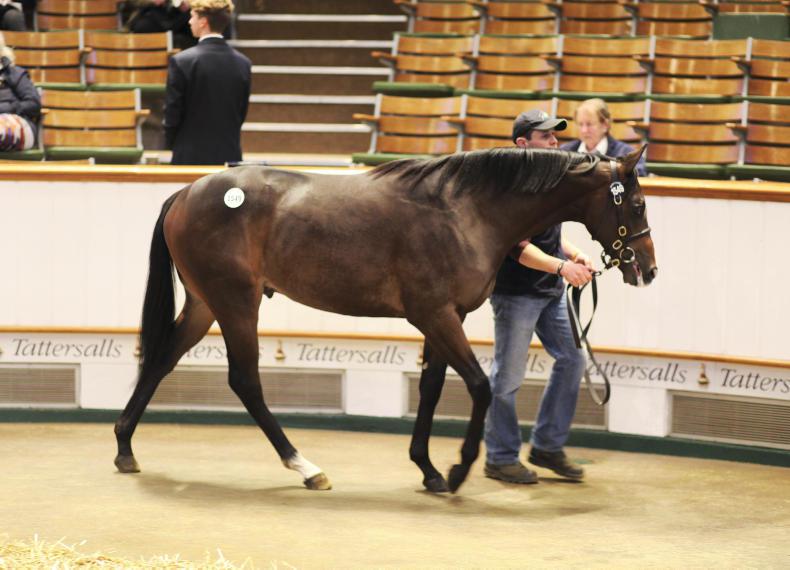 SALES PREVIEW: New November flat foal sale at Fairyhouse 
