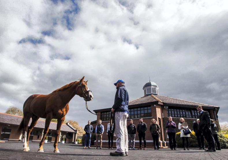 Kildangan Stud to stand 15 stallions