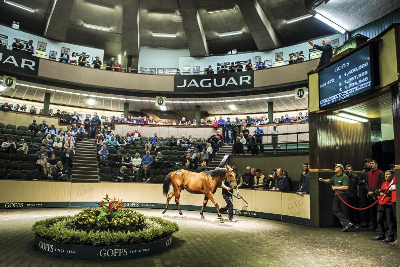 GOFFS NOVEMBER SALE PREVIEW: Quality foals are highlighted at Goffs