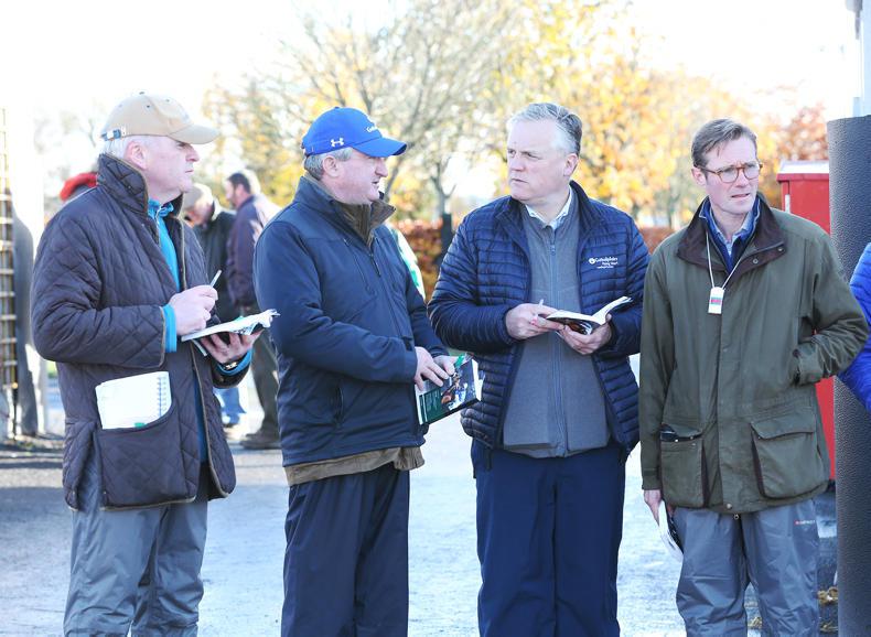 GOFFS NOVEMBER FOAL SALE:  Challenging times in the foal market