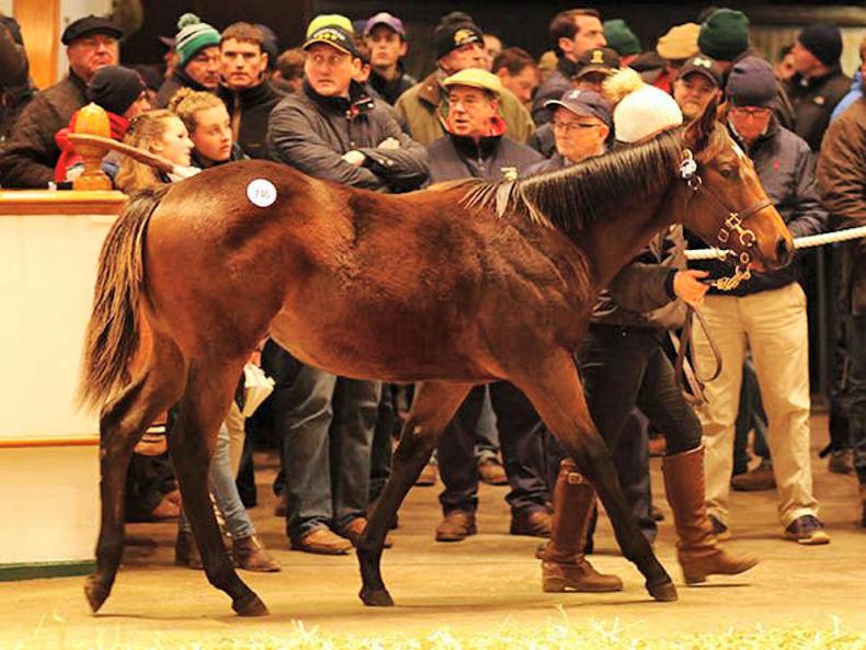 VIDEO: Kodiac and Toronado colts share Tattersalls Foal Sale honours