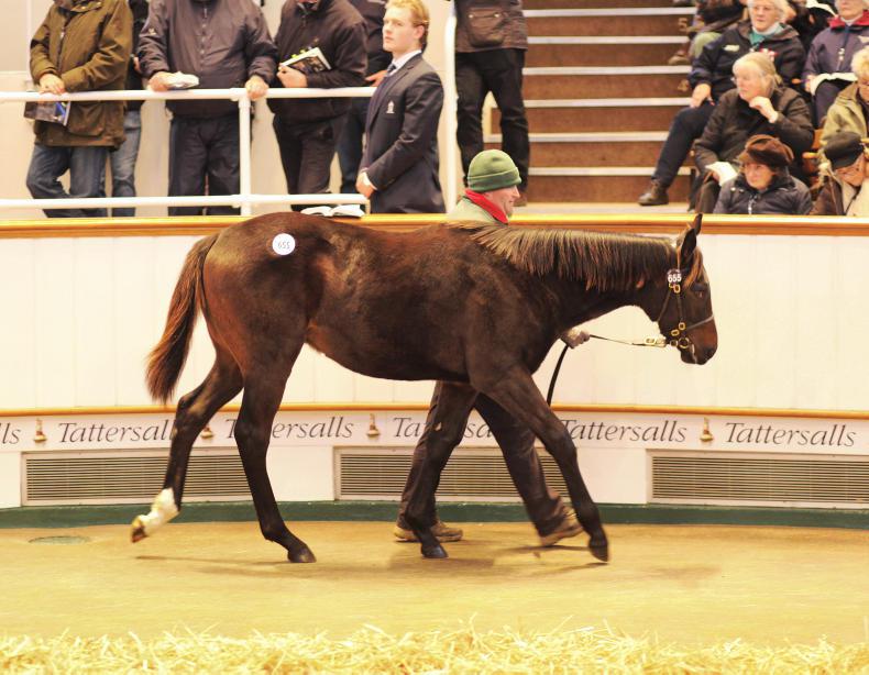 Toronado takes sale ring by storm